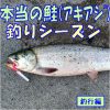 本当の鮭（アキアジ）釣りシーズン